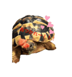 ヘルマンリクガメのメロン（個別スタンプ：3）