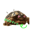 ヘルマンリクガメのメロン（個別スタンプ：4）