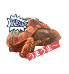 ヘルマンリクガメのメロン（個別スタンプ：6）