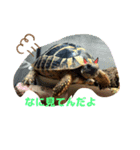ヘルマンリクガメのメロン（個別スタンプ：7）