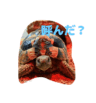 ヘルマンリクガメのメロン（個別スタンプ：10）