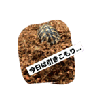 ヘルマンリクガメのメロン（個別スタンプ：12）