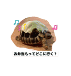 ヘルマンリクガメのメロン（個別スタンプ：14）