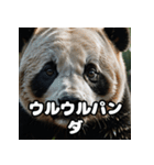 ゆるかわパンダの感情大集合！（個別スタンプ：19）