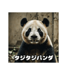レトロな味わいヴィンテージパンダ大集合★（個別スタンプ：38）