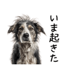 かわいそう・犬の情けない姿[友達へのネタ]（個別スタンプ：1）