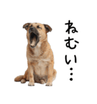 かわいそう・犬の情けない姿[友達へのネタ]（個別スタンプ：2）