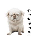 かわいそう・犬の情けない姿[友達へのネタ]（個別スタンプ：3）