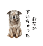 かわいそう・犬の情けない姿[友達へのネタ]（個別スタンプ：4）