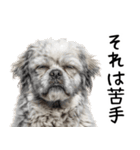 かわいそう・犬の情けない姿[友達へのネタ]（個別スタンプ：5）