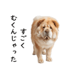 かわいそう・犬の情けない姿[友達へのネタ]（個別スタンプ：6）