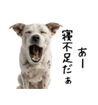 かわいそう・犬の情けない姿[友達へのネタ]（個別スタンプ：7）
