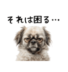 かわいそう・犬の情けない姿[友達へのネタ]（個別スタンプ：8）