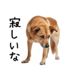 かわいそう・犬の情けない姿[友達へのネタ]（個別スタンプ：9）