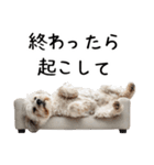 かわいそう・犬の情けない姿[友達へのネタ]（個別スタンプ：10）