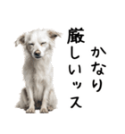かわいそう・犬の情けない姿[友達へのネタ]（個別スタンプ：11）