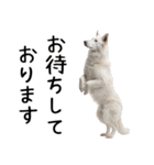 かわいそう・犬の情けない姿[友達へのネタ]（個別スタンプ：12）