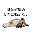 かわいそう・犬の情けない姿[友達へのネタ]（個別スタンプ：13）