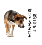 かわいそう・犬の情けない姿[友達へのネタ]（個別スタンプ：14）