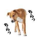 かわいそう・犬の情けない姿[友達へのネタ]（個別スタンプ：15）