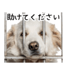 かわいそう・犬の情けない姿[友達へのネタ]（個別スタンプ：16）