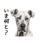 かわいそう・犬の情けない姿[友達へのネタ]（個別スタンプ：17）