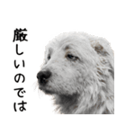 かわいそう・犬の情けない姿[友達へのネタ]（個別スタンプ：18）