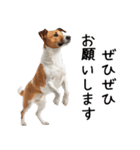 かわいそう・犬の情けない姿[友達へのネタ]（個別スタンプ：19）