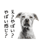 かわいそう・犬の情けない姿[友達へのネタ]（個別スタンプ：20）