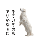かわいそう・犬の情けない姿[友達へのネタ]（個別スタンプ：21）