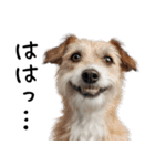 かわいそう・犬の情けない姿[友達へのネタ]（個別スタンプ：22）
