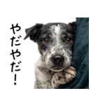 かわいそう・犬の情けない姿[友達へのネタ]（個別スタンプ：23）