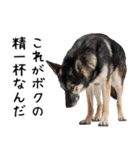 かわいそう・犬の情けない姿[友達へのネタ]（個別スタンプ：24）