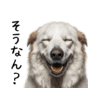 かわいそう・犬の情けない姿[友達へのネタ]（個別スタンプ：25）