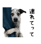 かわいそう・犬の情けない姿[友達へのネタ]（個別スタンプ：27）