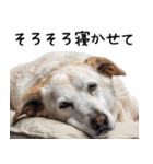 かわいそう・犬の情けない姿[友達へのネタ]（個別スタンプ：29）