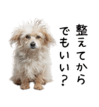 かわいそう・犬の情けない姿[友達へのネタ]（個別スタンプ：30）
