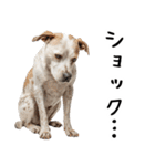 かわいそう・犬の情けない姿[友達へのネタ]（個別スタンプ：31）