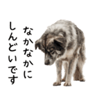 かわいそう・犬の情けない姿[友達へのネタ]（個別スタンプ：32）