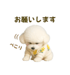 【AI】ふわもこ白いトイプードル2（個別スタンプ：3）