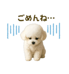 【AI】ふわもこ白いトイプードル2（個別スタンプ：10）