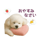 【AI】ふわもこ白いトイプードル2（個別スタンプ：11）