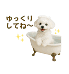 【AI】ふわもこ白いトイプードル2（個別スタンプ：16）