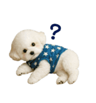 【AI】ふわもこ白いトイプードル2（個別スタンプ：22）