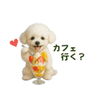 【AI】ふわもこ白いトイプードル2（個別スタンプ：28）