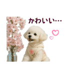 【AI】ふわもこ白いトイプードル2（個別スタンプ：29）