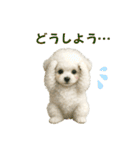 【AI】ふわもこ白いトイプードル2（個別スタンプ：34）