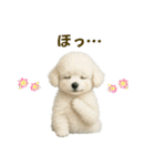 【AI】ふわもこ白いトイプードル2（個別スタンプ：37）