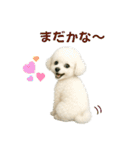 【AI】ふわもこ白いトイプードル2（個別スタンプ：38）