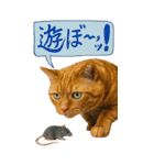 よろしゅうくり～むR（個別スタンプ：29）